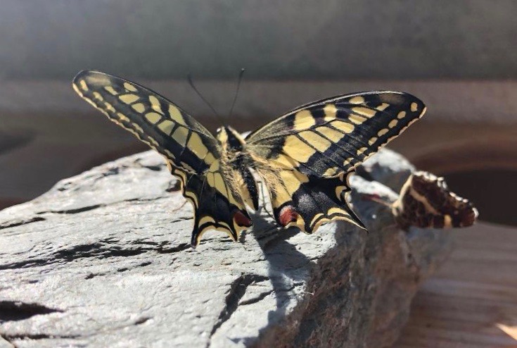 Wenn das Kleid nicht mehr passt